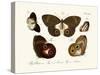 Butterflies, 1783-1806-null-Stretched Canvas