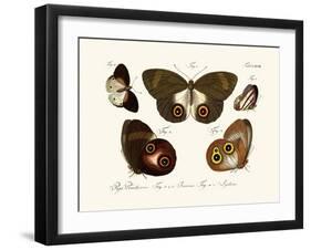 Butterflies, 1783-1806-null-Framed Giclee Print