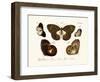 Butterflies, 1783-1806-null-Framed Giclee Print