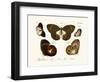 Butterflies, 1783-1806-null-Framed Giclee Print