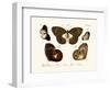 Butterflies, 1783-1806-null-Framed Giclee Print