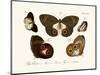 Butterflies, 1783-1806-null-Mounted Giclee Print