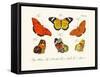 Butterflies, 1783-1806-null-Framed Stretched Canvas