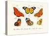 Butterflies, 1783-1806-null-Stretched Canvas