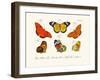 Butterflies, 1783-1806-null-Framed Giclee Print