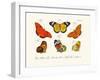 Butterflies, 1783-1806-null-Framed Giclee Print