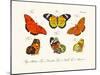 Butterflies, 1783-1806-null-Mounted Giclee Print