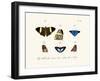 Butterflies, 1783-1806-null-Framed Giclee Print