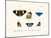 Butterflies, 1783-1806-null-Mounted Giclee Print