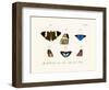 Butterflies, 1783-1806-null-Framed Giclee Print