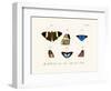 Butterflies, 1783-1806-null-Framed Giclee Print