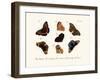 Butterflies, 1783-1806-null-Framed Giclee Print