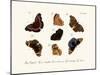 Butterflies, 1783-1806-null-Mounted Giclee Print