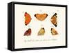 Butterflies, 1783-1806-null-Framed Stretched Canvas