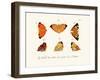 Butterflies, 1783-1806-null-Framed Giclee Print