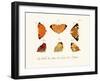 Butterflies, 1783-1806-null-Framed Giclee Print