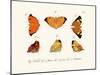 Butterflies, 1783-1806-null-Mounted Giclee Print