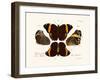 Butterflies, 1783-1806-null-Framed Giclee Print