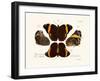 Butterflies, 1783-1806-null-Framed Giclee Print