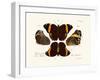 Butterflies, 1783-1806-null-Framed Giclee Print