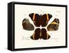 Butterflies, 1783-1806-null-Framed Stretched Canvas