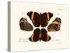 Butterflies, 1783-1806-null-Stretched Canvas