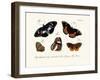 Butterflies, 1783-1806-null-Framed Giclee Print