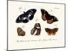 Butterflies, 1783-1806-null-Mounted Giclee Print