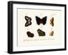 Butterflies, 1783-1806-null-Framed Giclee Print