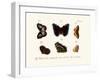 Butterflies, 1783-1806-null-Framed Giclee Print