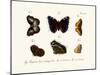 Butterflies, 1783-1806-null-Mounted Giclee Print