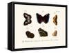 Butterflies, 1783-1806-null-Framed Stretched Canvas