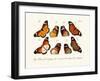 Butterflies, 1783-1806-null-Framed Giclee Print