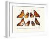 Butterflies, 1783-1806-null-Framed Giclee Print