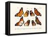 Butterflies, 1783-1806-null-Framed Stretched Canvas