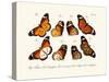 Butterflies, 1783-1806-null-Stretched Canvas