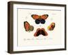 Butterflies, 1783-1806-null-Framed Giclee Print