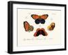 Butterflies, 1783-1806-null-Framed Giclee Print