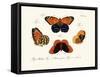 Butterflies, 1783-1806-null-Framed Stretched Canvas