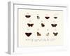 Butterflies, 1783-1806-null-Framed Giclee Print