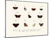 Butterflies, 1783-1806-null-Mounted Giclee Print