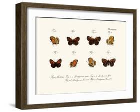 Butterflies, 1783-1806-null-Framed Giclee Print