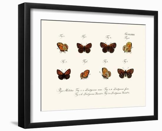 Butterflies, 1783-1806-null-Framed Giclee Print