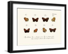 Butterflies, 1783-1806-null-Framed Giclee Print