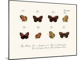 Butterflies, 1783-1806-null-Mounted Giclee Print