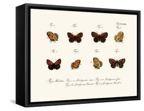 Butterflies, 1783-1806-null-Framed Stretched Canvas