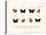 Butterflies, 1783-1806-null-Stretched Canvas