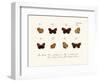 Butterflies, 1783-1806-null-Framed Giclee Print