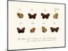 Butterflies, 1783-1806-null-Mounted Giclee Print