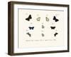 Butterflies, 1783-1806-null-Framed Giclee Print